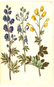 Aconite napellus (?) (Ægte stormhat); Akoniitti kirjava, evt. Aconitum ×cammarum (?) (broget myrskyhattu, evt. have-stormhat); Aconite anthora (finbladet stormhat) tekijältä Hans Simon Holtzbecker