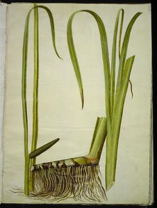 Acorus kalmus (almindelig kalmus) tekijältä Hans Simon Holtzbecker