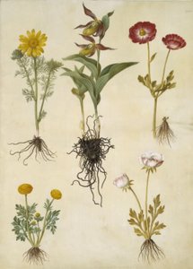 Kevät Adonis (vår-adonis); Cypripedium calceolus (stor fruesko); Aasialainen ranunculus (have-ranunkel); Buttercup (art af ranunkel) tekijältä Hans Simon Holtzbecker