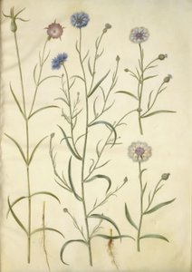 Agrostemma githago (tavallinen kivi); Centaurea cyanus (ruiskukka) tekijältä Hans Simon Holtzbecker
