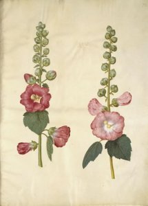 Alcea rosea (have-stokrose) tekijältä Hans Simon Holtzbecker