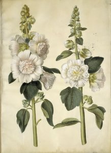 Alcea rosea (have-stokrose) tekijältä Hans Simon Holtzbecker