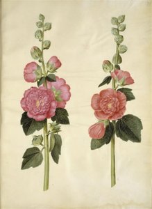 Alcea rosea (have-stokrose) tekijältä Hans Simon Holtzbecker