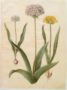 Allium moly (kultainen sipuli); Allium nigrum (musta sipuli) tekijältä Hans Simon Holtzbecker