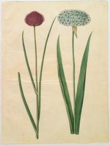 Allium sphaerocephalon (Välimeren sipuli); Allium nigrum (musta sipuli) tekijältä Hans Simon Holtzbecker