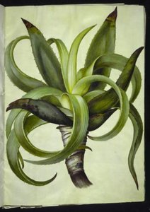 Aloe (aloe) tekijältä Hans Simon Holtzbecker