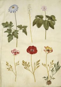Anemone apennina (Apenniinien anemone); Tiarella cordifolia (tavallinen vaahtokukka); Anemone trifolia (kolminkertainen anemone); Ranunculus asiaticus (puutarhaleinikuppi) tekijältä Hans Simon Holtzbecker