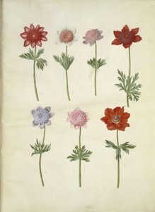 Anemone coronaria (fransk anemone) tekijältä Hans Simon Holtzbecker