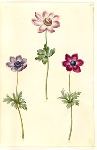 Anemone coronaria (fransk anemone) tekijältä Hans Simon Holtzbecker