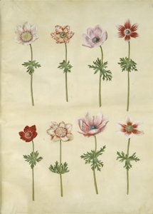Anemone coronaria (fransk anemone) tekijältä Hans Simon Holtzbecker