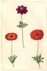 Anemone coronaria (ranskalainen anemone); Anemone ×fulgens (kiiltävä anemone) tekijältä Hans Simon Holtzbecker