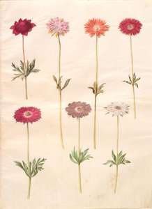 Anemone coronaria (ranskalainen anemone); Anemone ×fulgens (kiiltävä anemone) tekijältä Hans Simon Holtzbecker
