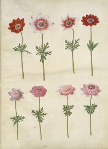 Anemone coronaria L. (ranskalainen anemone); Anemone pavonina (riininkukkovuokko) tekijältä Hans Simon Holtzbecker