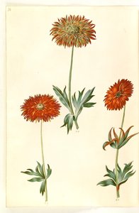 Anemone ×fulgens (kiiltävä anemone) tekijältä Hans Simon Holtzbecker