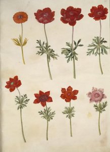 Anemone ×fulgens (kiiltävä anemone); Anemone coronaria (ranskalainen anemone) tekijältä Hans Simon Holtzbecker
