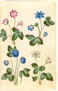 Anemone hepatica (sininen vuokko) tekijältä Hans Simon Holtzbecker