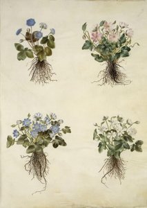 Anemone hepatica (sininen vuokko) tekijältä Hans Simon Holtzbecker