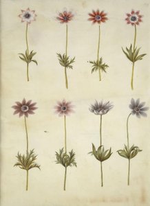 Anemone pavonina (riininkukkovuokko) tekijältä Hans Simon Holtzbecker