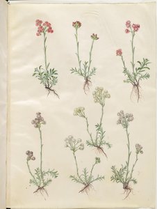 Antennaria dioica (tavallinen kissanjalka) tekijältä Hans Simon Holtzbecker