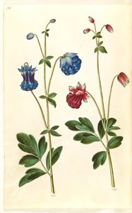 Aquilegia vulgaris (kolumbiini) tekijältä Hans Simon Holtzbecker