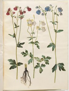 Aquilegia vulgaris (kolumbiini) tekijältä Hans Simon Holtzbecker