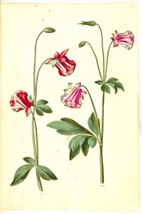 Aquilegia vulgaris (kolumbiini) tekijältä Hans Simon Holtzbecker