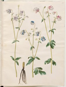 Aquilegia vulgaris (kolumbiini) tekijältä Hans Simon Holtzbecker
