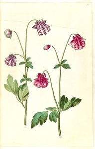 Aquilegia vulgaris (kolumbiini) tekijältä Hans Simon Holtzbecker