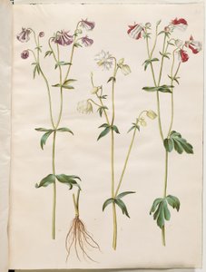 Aquilegia vulgaris (kolumbiini) tekijältä Hans Simon Holtzbecker