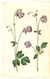 Aquilegia vulgaris (columbina comú) finès tekijältä Hans Simon Holtzbecker