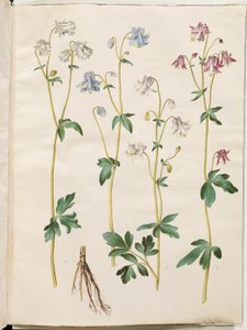Aquilegia vulgaris (kolumbiini) tekijältä Hans Simon Holtzbecker