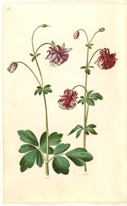 Aquilegia vulgaris (kolumbiini) tekijältä Hans Simon Holtzbecker