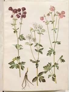 Aquilegia vulgaris (kolumbiini) tekijältä Hans Simon Holtzbecker