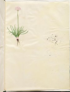 Armeria maritima (yleinen englantilainen ruoho) tekijältä Hans Simon Holtzbecker