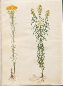 Aster linosyris (kultakarvaiset asterit); Linaria vulgaris (tavallinen turskansuu) tekijältä Hans Simon Holtzbecker