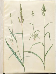 Bromus ohra (blød hejre); Phalaris arundinacea tekijältä Hans Simon Holtzbecker