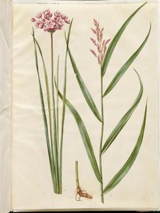 Butomus umbellatus (morsiankynttilä); Phragmites australis (tavallinen ruoko) tekijältä Hans Simon Holtzbecker