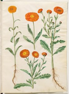 Calendula officinalis (puutarha kehäkukka) tekijältä Hans Simon Holtzbecker