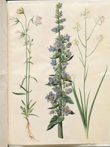 Campanula persicifolia (smalbladet kloke); Pyramidaalinen kello (pyramidi-klokke); Anthericum ramosum (grenet edderkopurt) tekijältä Hans Simon Holtzbecker