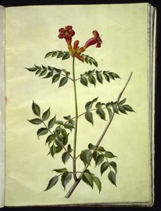 Campsis radicans (tavallinen trumpetinkukka) tekijältä Hans Simon Holtzbecker