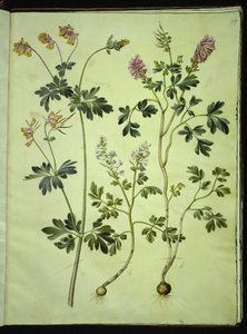 Capnoides sempervirens (harlekiini); Corydalis solida (pitkävartinen larkspur) tekijältä Hans Simon Holtzbecker