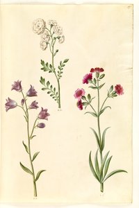 Cardamine pratensis (niittykrassi); Campanula rotundifolia (?) (kärsimyskello); Silene vulgaris (?) (rakkokoi) tekijältä Hans Simon Holtzbecker