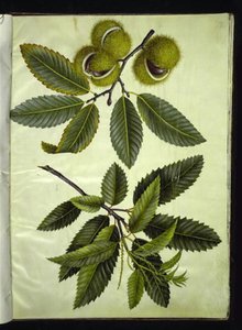 Castanea sativa (aito kastanja) tekijältä Hans Simon Holtzbecker