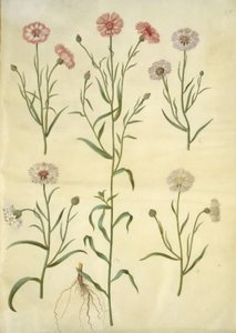Centaurea cyanus (ruiskukka) tekijältä Hans Simon Holtzbecker