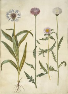 Centaurea montana (vuorisolmu); Amberboa moschata (tuoksu sulttaani) tekijältä Hans Simon Holtzbecker
