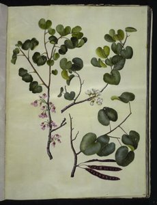 Cercis siliquastrum (almindelig judastræ) tekijältä Hans Simon Holtzbecker