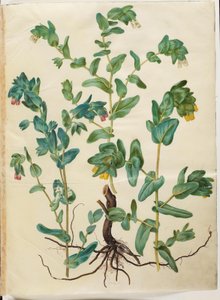 Cerinthe major (stor voksurt) tekijältä Hans Simon Holtzbecker