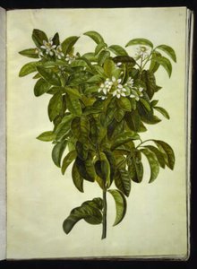 Citrus limon (tavallinen sitruuna) tekijältä Hans Simon Holtzbecker