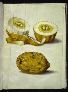 Citrus medica (sedraatti) tekijältä Hans Simon Holtzbecker