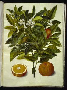 Citrus sinensis (oranssi) tekijältä Hans Simon Holtzbecker
